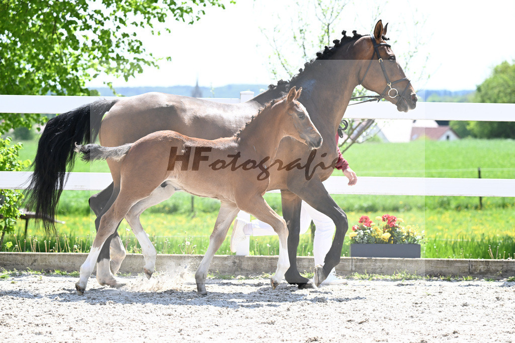 Emerald v h Ruytershof x Arioso du Theillet_HF_Maier_8251208 | hf-fotografie - Realisiert mit Pictrs.com