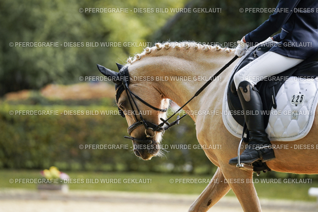 DSC04833 | Pferdegrafie