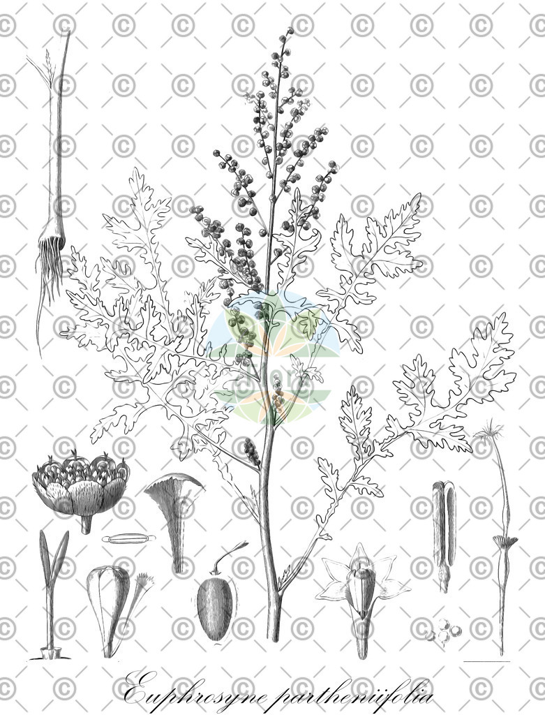 HistAbb_wfo-0000682790_1_ENZY_Simple | Historische Abbildung von Euphrosyne partheniifolia - Asteraceae | Historical Illustration of Euphrosyne partheniifolia - Asteraceae