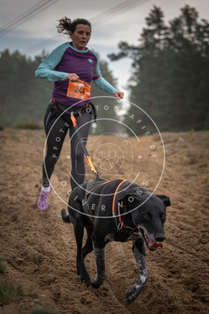 Pfotenfotografie_DV3A5766 | Hundefotografie, Tierfotograf, Pfotenfotografie, Fotoshooting Hund, Hunde Portrait, Hundesport, Hundeportraits, Heideshooting, Hunde, Sportfotograf, Hundefotograf, Turnierhundsport, THS,  - Realisiert mit Pictrs.com