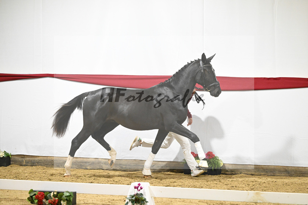 Kat-Nr. 70 v. DSP Bohemian_Kircher-Eckardt_63222004 | hf-fotografie - Realisiert mit Pictrs.com