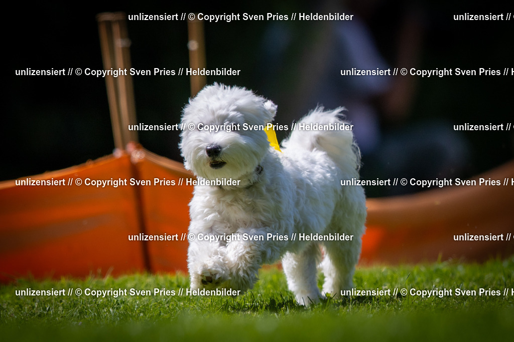 Sven Pries | 2025-08-10 - Hunderennen Durlach - Realisiert mit Pictrs.com