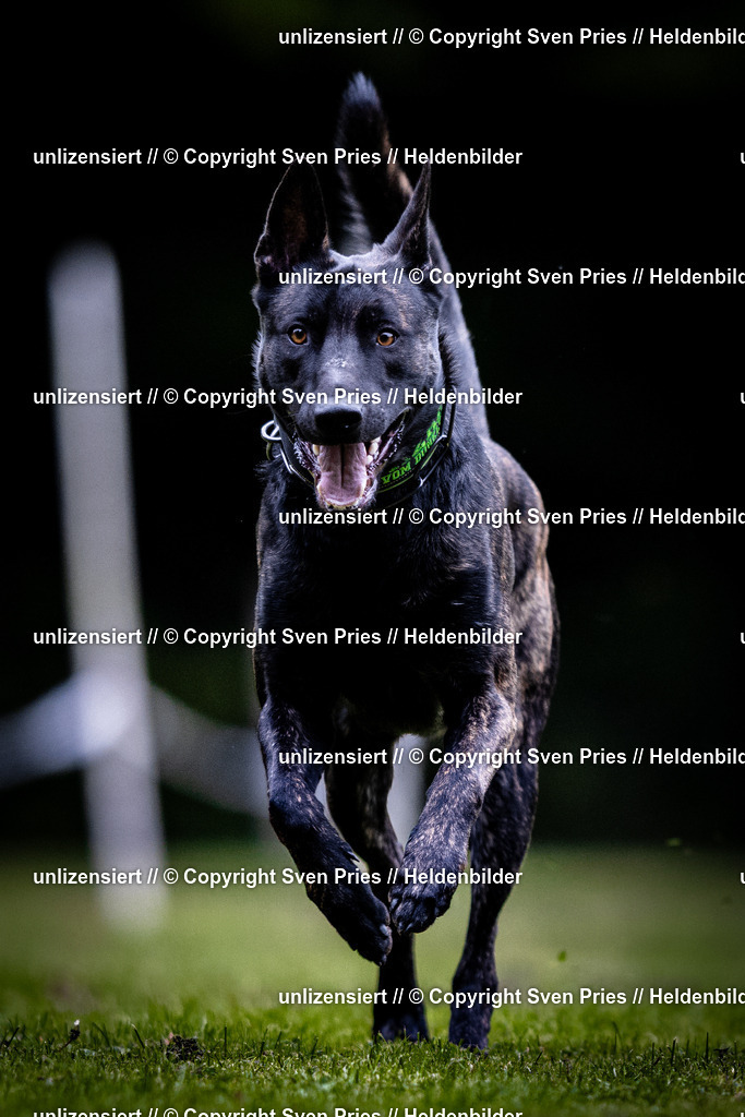 Sven Pries | 2025-10-03 - Hunderennen Obergrombach - Realisiert mit Pictrs.com