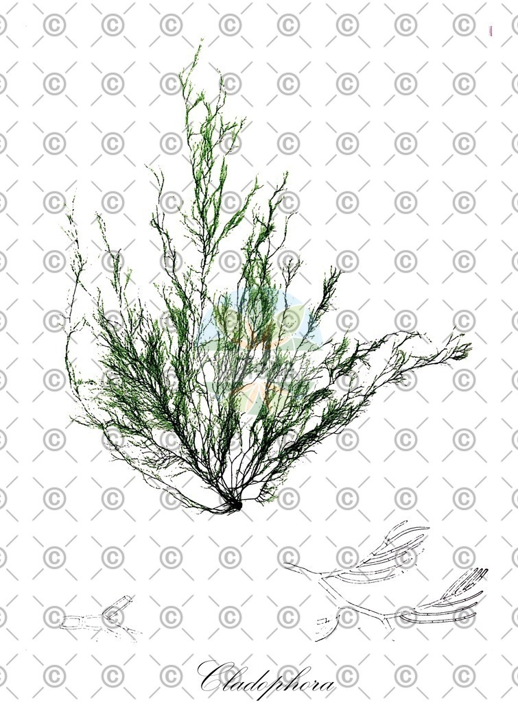 HistAbb_62LGP_6_ENZY_Simple | Historische Abbildung von Cladophora - Cladophoraceae (0) | Historical Illustration of Cladophora - Cladophoraceae (0)