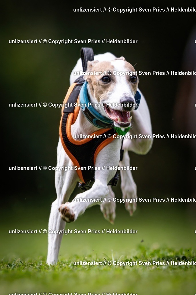 Sven Pries | 19. Allgemeines Hunderennen Karlsruhe Durlach - Realisiert mit Pictrs.com