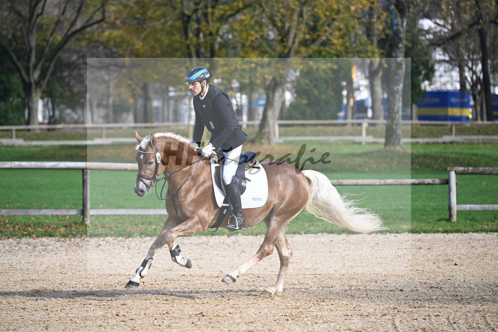 Kat-Nr. 8 Eiswind_Sendig Gestuet Meura_44240816 | hf-fotografie - Realisiert mit Pictrs.com