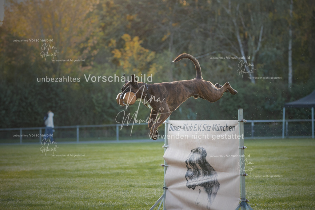 _16A5952-12 | Einzigartige Fotos von Hunden & Menschen –Actionfotos, Portraits, Vereinsaufnahmen & Paarshootings – authentisch, lebendig & mit Herz.