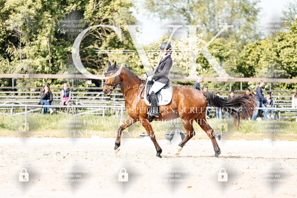CK900450 | Turnierfotografie Pferdefotografie Trier Rheinland-Pfalz Pferdesport Reitsport Tierfotografie Sportfotografie Pferdevideo Pferdevideografie Equestrianvideography equestrianphotography  - Realisiert mit Pictrs.com