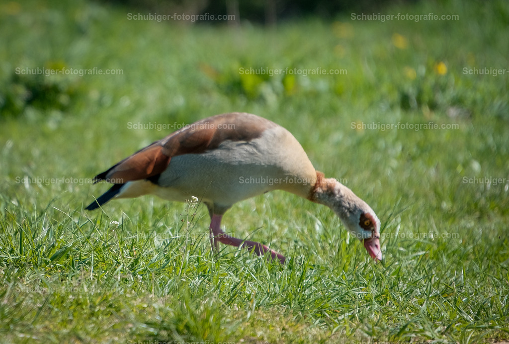 Nilgans | Die Nilgans (Alopochen aegyptiaca) ist der einzige rezente Vertreter ihrer Gattung und wird heute meist den Halbgänsen zugerechnet. - Realisiert mit Pictrs.com