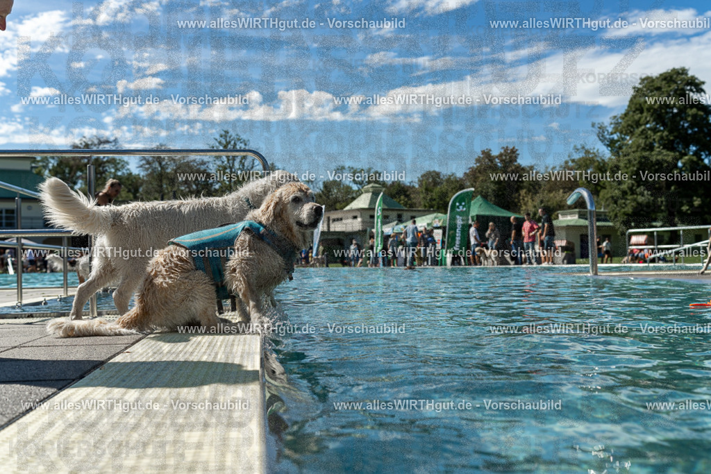 Hundeschwimmen_Volksbad_2026-allesWIRTHgut_Tierfotografie-2609061303-121338-7R500436 | Professionelle Tierfotografie in Mönchengladbach von Daniel Wirth (allesWIRTHgut). Liebevolle & natürliche Bilder von Hunden & Katzen für unvergessliche Erinnerungen.