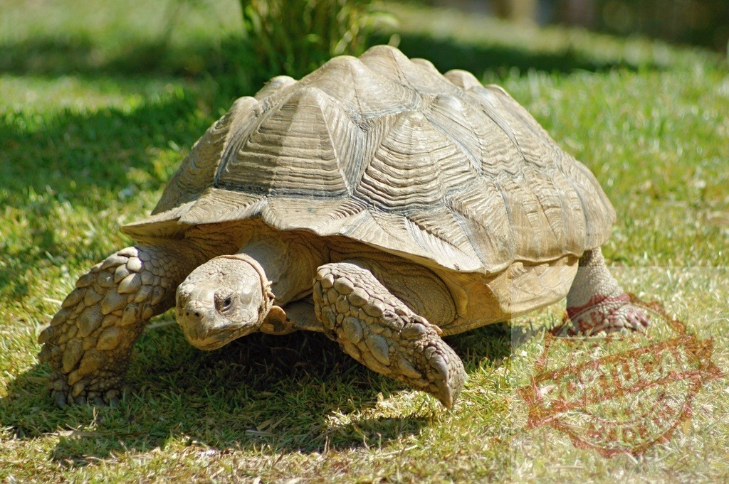 Giant Tortoise Walking on Grass in a Sunny Day | Large tortoise moving slowly on green grass in a sunlit outdoor setting - Realized with Pictrs.com