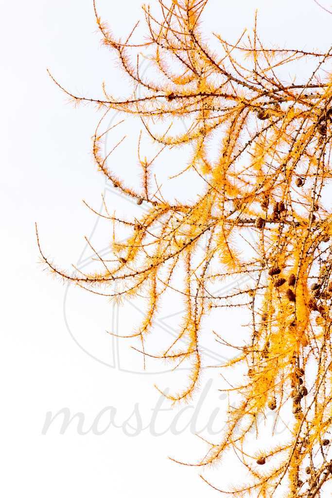 Lärche Details | Ihre Fotografin im Lungau, ihre Fotografin im Mostviertel, Wandbilder Onlineshop, Imagefotos für Ihr Unternehmen,  - Realisiert mit Pictrs.com