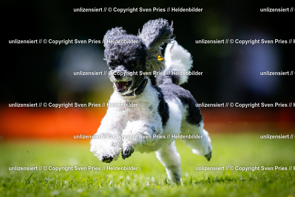 Sven Pries | 2025-08-10 - Hunderennen Durlach - Realisiert mit Pictrs.com