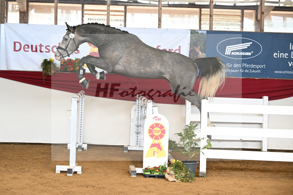Kat-Nr. 44 Harry v. Hickstead White_Koeniger_16250754 | hf-fotografie - Realisiert mit Pictrs.com