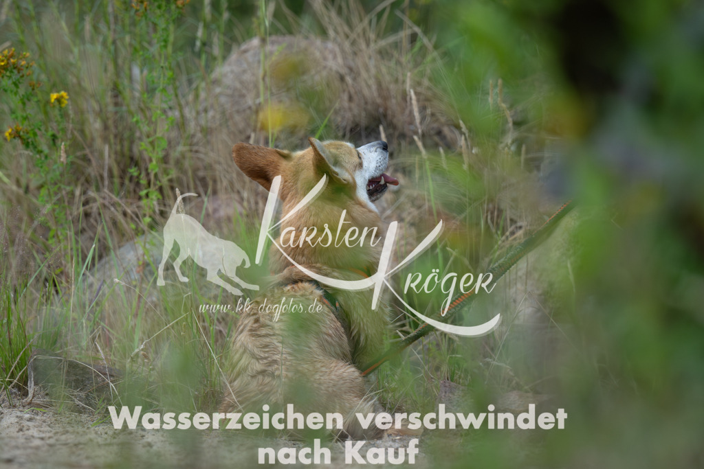 0936_ZZ91116-Verbessert-RR | kk-dogfotos