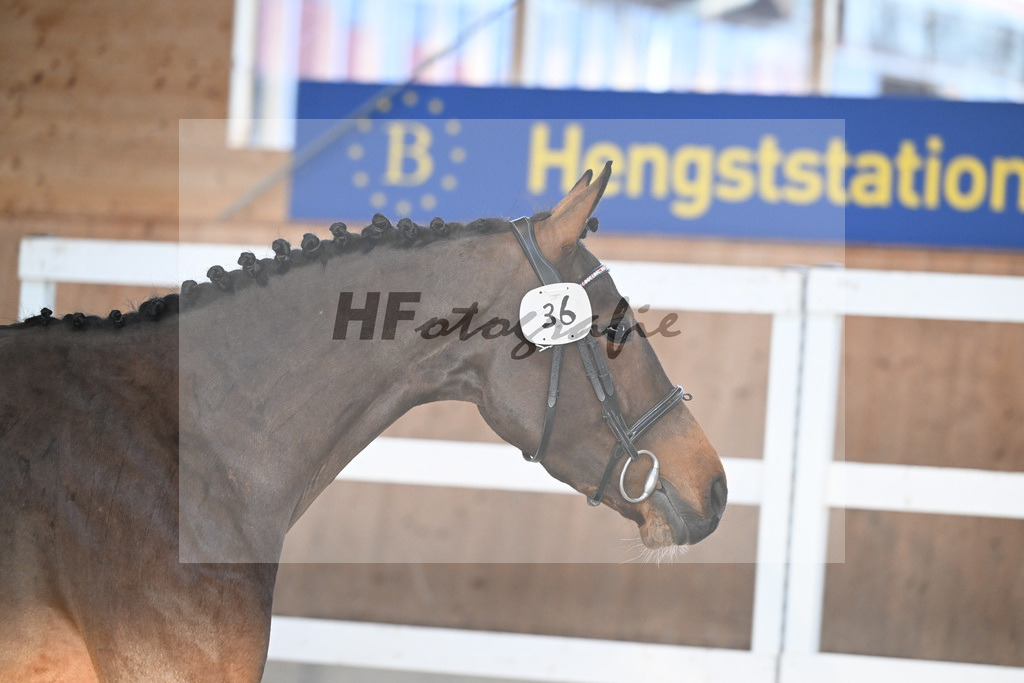 Kat-Nr. 36 PB Croquette KES v. Croesus_KES-Kreidl_14260974 | hf-fotografie - Realisiert mit Pictrs.com