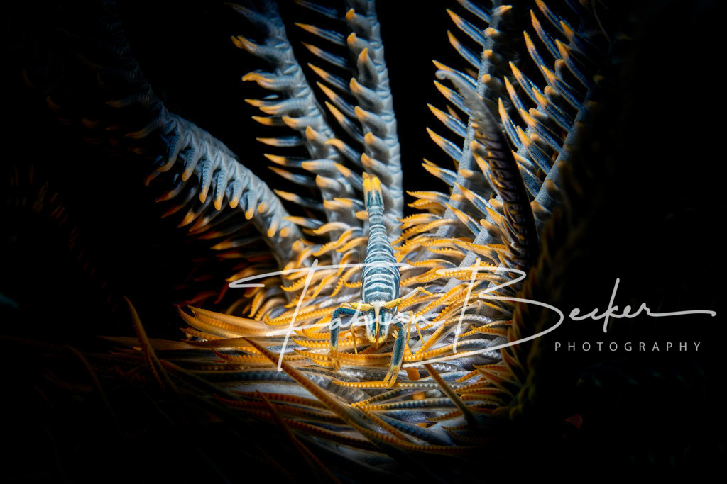 Spotlight - 1 | Einzigartige Wandbilder von faszinierenden Unterwasserwelten. Exklusive Kunst für Empfangsbereiche, Wohnraum oder Wartezimmer. - Realisiert mit Pictrs.com