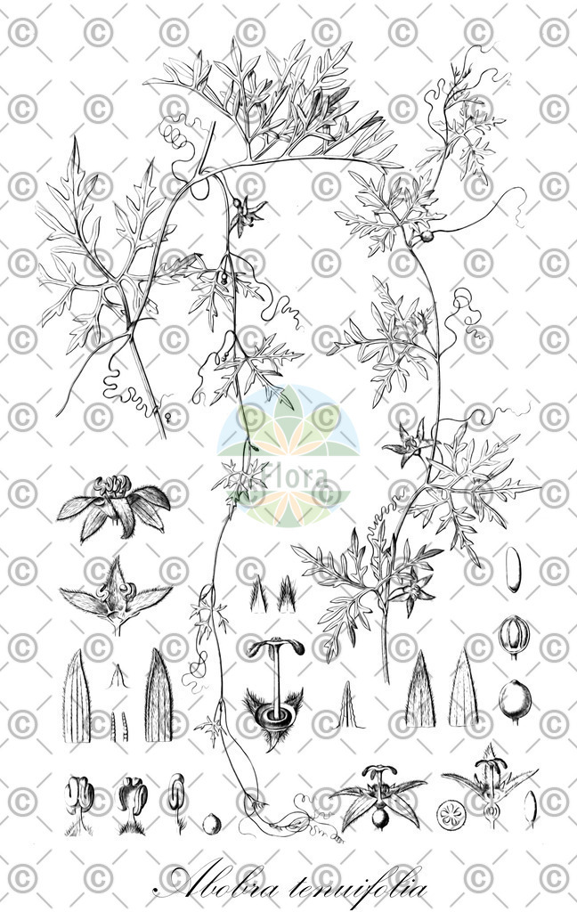 HistAbb_wfo-0000511478_1_ENZY_Simple | Historische Abbildung von Abobra tenuifolia - Cucurbitaceae | Historical Illustration of Abobra tenuifolia - Cucurbitaceae