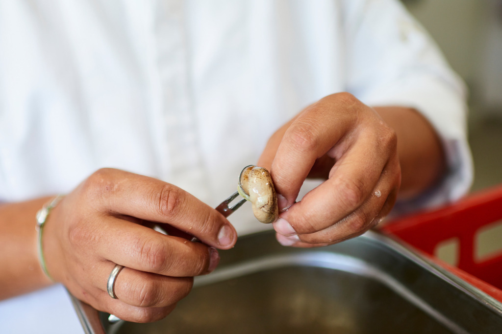 Gugumuck Wiener Schnecken Manufaktur | Wien, Austria - June 14, 2017: Gugumuck Wiener Schnecken Manufaktur;  Küchenchef Dominik Hayduck mit ausgelöster Weinbergschnecke. - Realisiert mit Pictrs.com