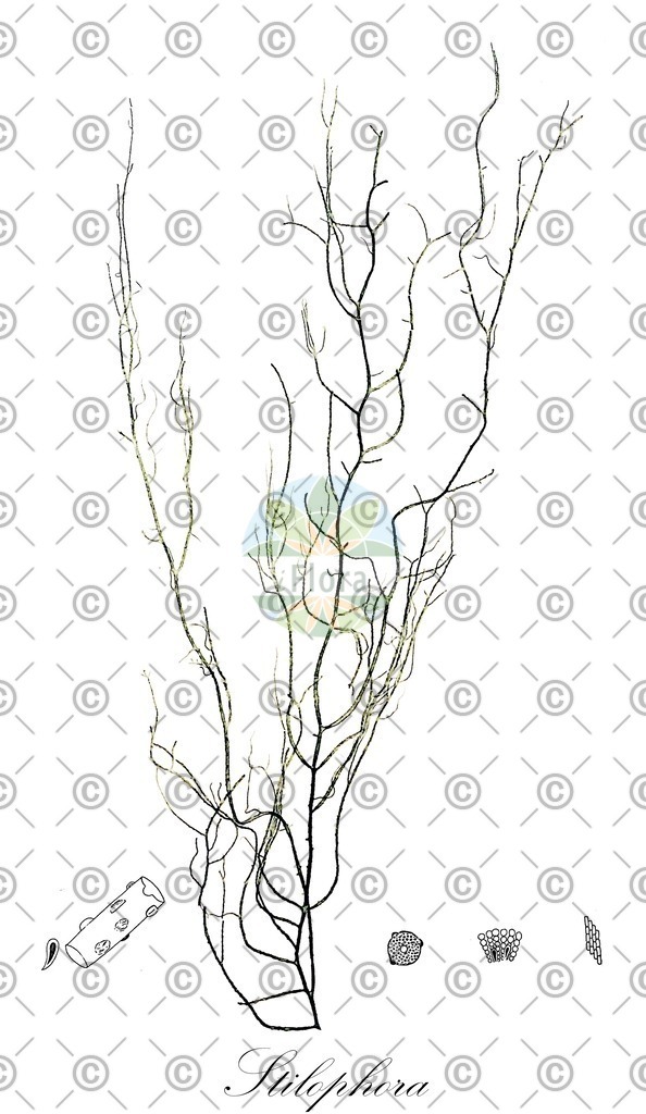HistAbb_wfo-0000021438_1_ENZY_Simple | Historische Abbildung von Stilophora - Chordariaceae (0) | Historical Illustration of Stilophora - Chordariaceae (0)