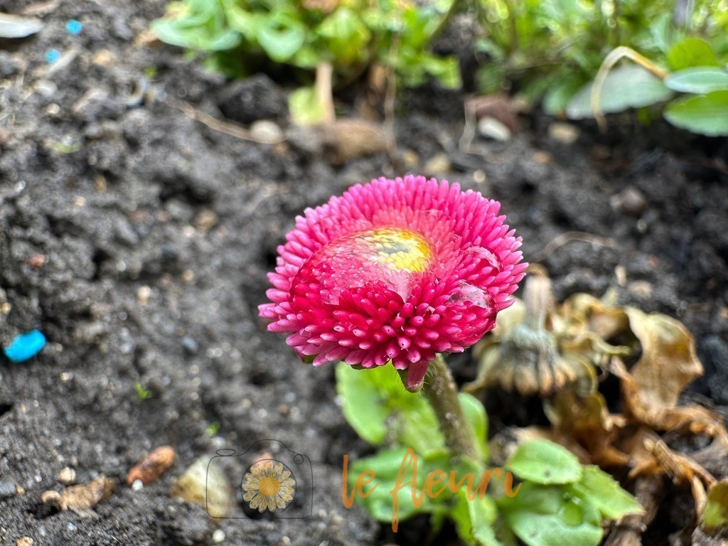 Bürschteli | Dies ist der Shop von Florian Blum - le fleuri. Langenthal, Bern, SchweizSie können hier meine oder ihre eigenen Fotos als Fotoprodukte kaufen. Tassen, Schlüsselanhänger, Taschen etc. können Sie hier gestalten.  - Realisiert mit Pictrs.com