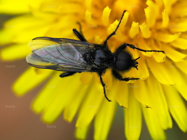 Maerzfliege_02 | Die Märzfliege (Bibio marci), auch Haarmücke genannt, ist eine 10–14 mm große, schwarz behaarte Fliege aus der Familie der Haarmücken. Sie erscheint typischerweise im Frühjahr und fliegt oft in Schwärmen.
 –  – 
The St. Mark's Fly (Bibio marci), also known as the March fly, is a 10–14 mm black, hairy fly from the family Bibionidae. It typically appears in spring and often flies in swarms. - Realisiert mit Pictrs.com