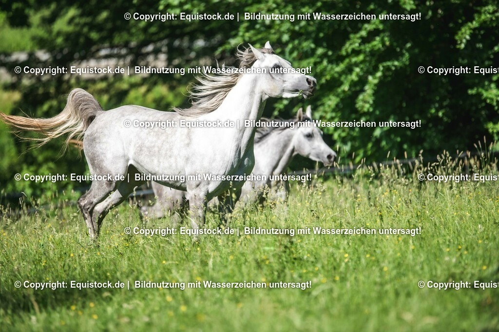 20210617_Araber_Marbach_Koppel_0074 | Foto: Thomas Hartig