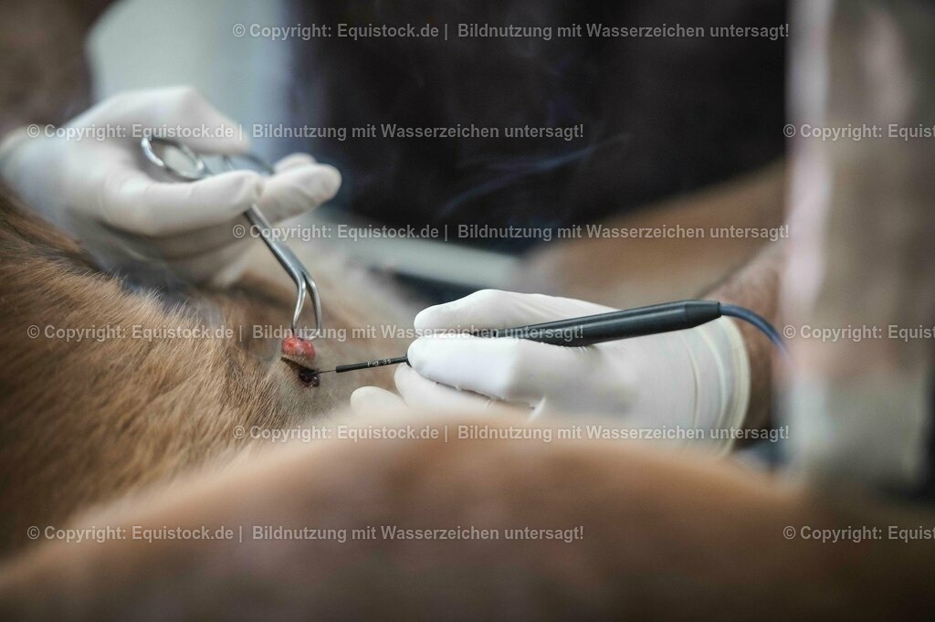 20201126_Sarkoid-Entfernung_0007 | equistock