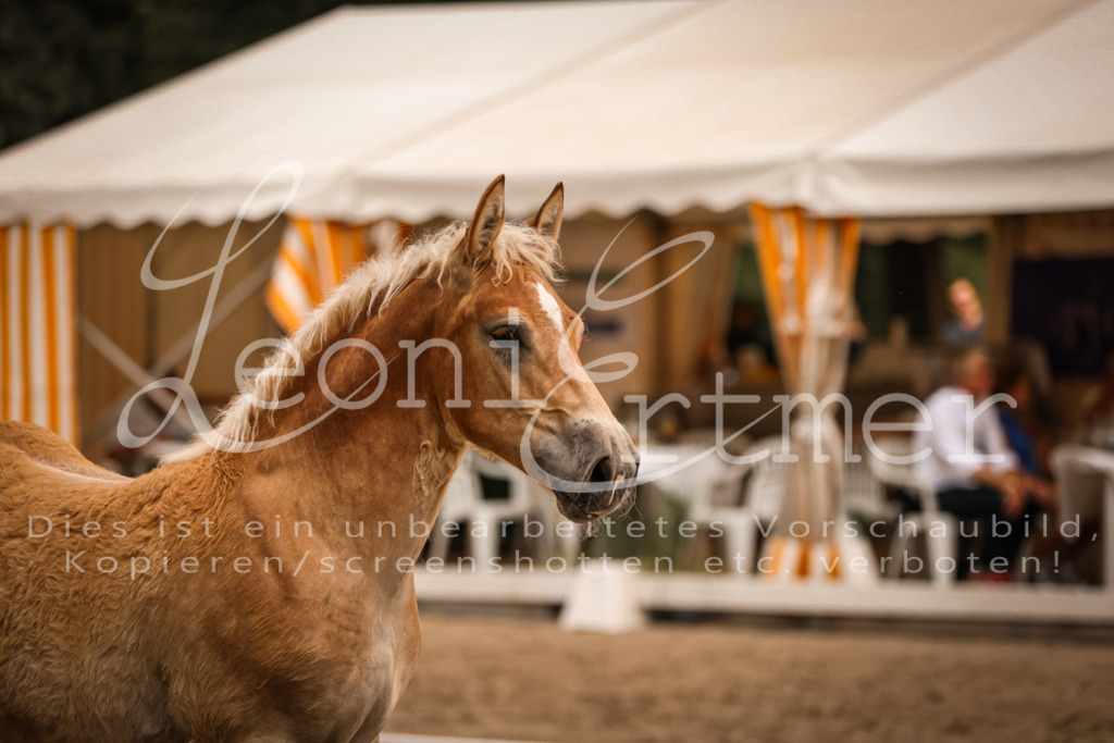 SaHF00038 | Leoni Ertmer Photography - Realisiert mit Pictrs.com