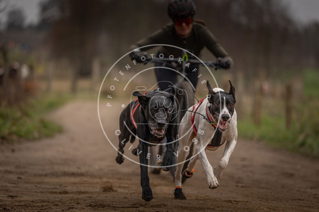 Pfotenfotografie_DV3A3174 | Hundefotografie, Tierfotograf, Pfotenfotografie, Fotoshooting Hund, Hunde Portrait, Hundesport, Hundeportraits, Heideshooting, Hunde, Sportfotograf, Hundefotograf, Turnierhundsport, THS,  - Realisiert mit Pictrs.com
