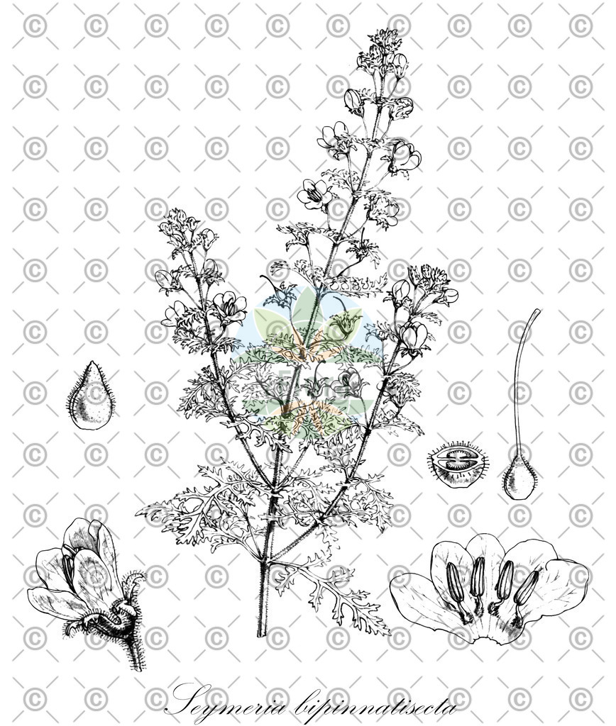 HistAbb_wfo-0000018092_1_ENZY_Simple | Historische Abbildung von Seymeria bipinnatisecta - Orobanchaceae | Historical Illustration of Seymeria bipinnatisecta - Orobanchaceae