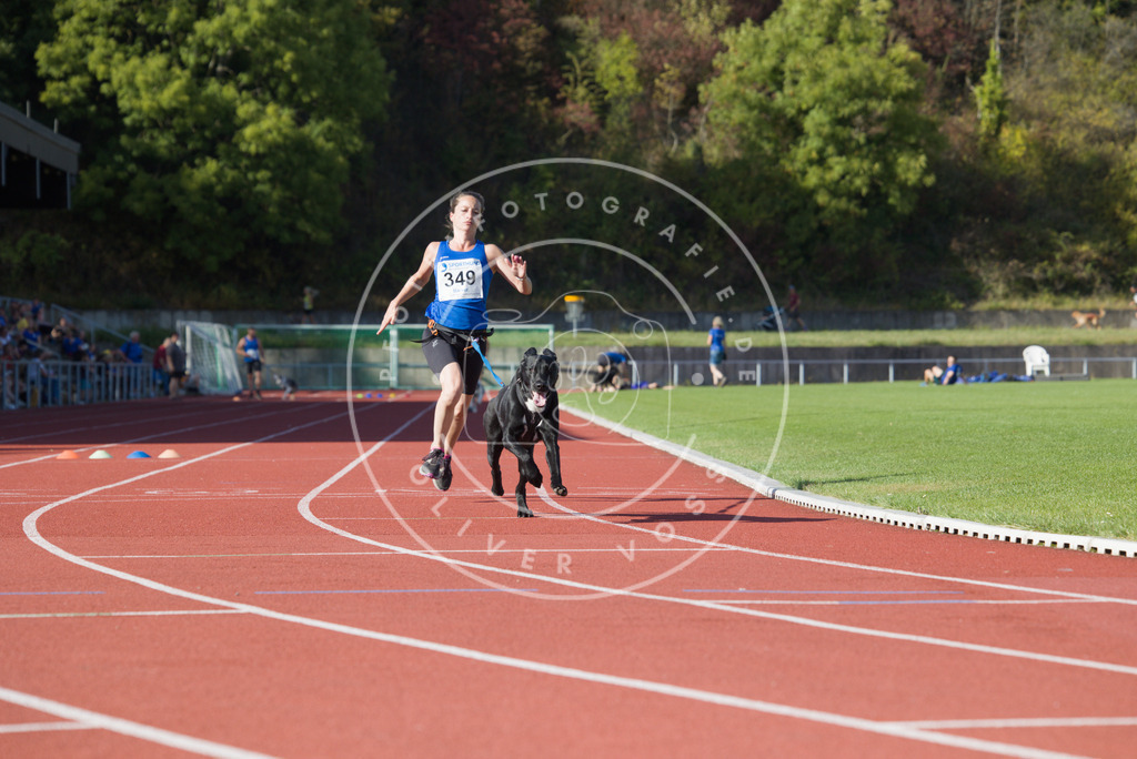 0L8A9657 | Hundefotografie, Tierfotograf, Pfotenfotografie, Fotoshooting Hund, Hunde Portrait, Hundesport, Hundeportraits, Heideshooting, Hunde, Sportfotograf, Hundefotograf, Turnierhundsport, THS,  - Realisiert mit Pictrs.com