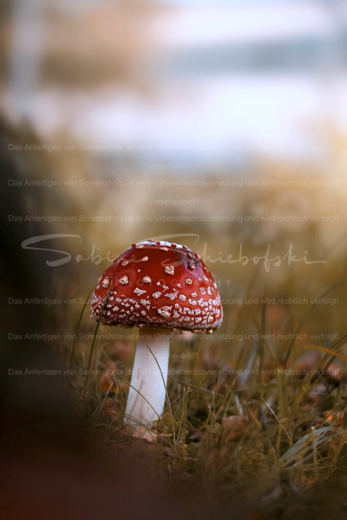 Fliegenpilz | Exklusive Naturfotografie für stilvolle Wanddekoration ★ Premium Wandbilder Made in Germany ✔️ FineArt Drucke & Downloads ✔️ Brillante Farben, höchste Qualität & weltweiter Versand ✔️ - Realisiert mit Pictrs.com