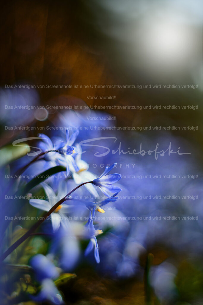 Wandbild Blaustern | People- und Tierfotografie, Imageaufnahmen, Veranstaltungsfotografie und Wandbilder aus der Natur ★ Made in Germany ✔️ Druck + Downloads ✔️ Naturfotografie in Top Qualität ★ schneller Versand, weltweite Lieferung! - Realisiert mit Pictrs.com