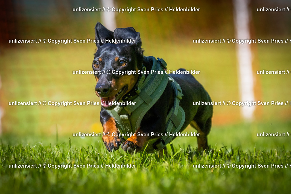 Hunderennen_April_2026_863 | 2026-04-26 - Hunderennen Baden-Oos April 2026 - Realisiert mit Pictrs.com