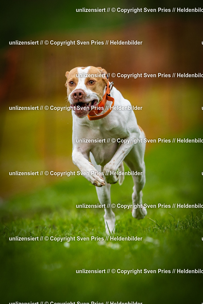 Sven Pries | 2025-04-13 - Hunderennen Baden-Baden - Realisiert mit Pictrs.com