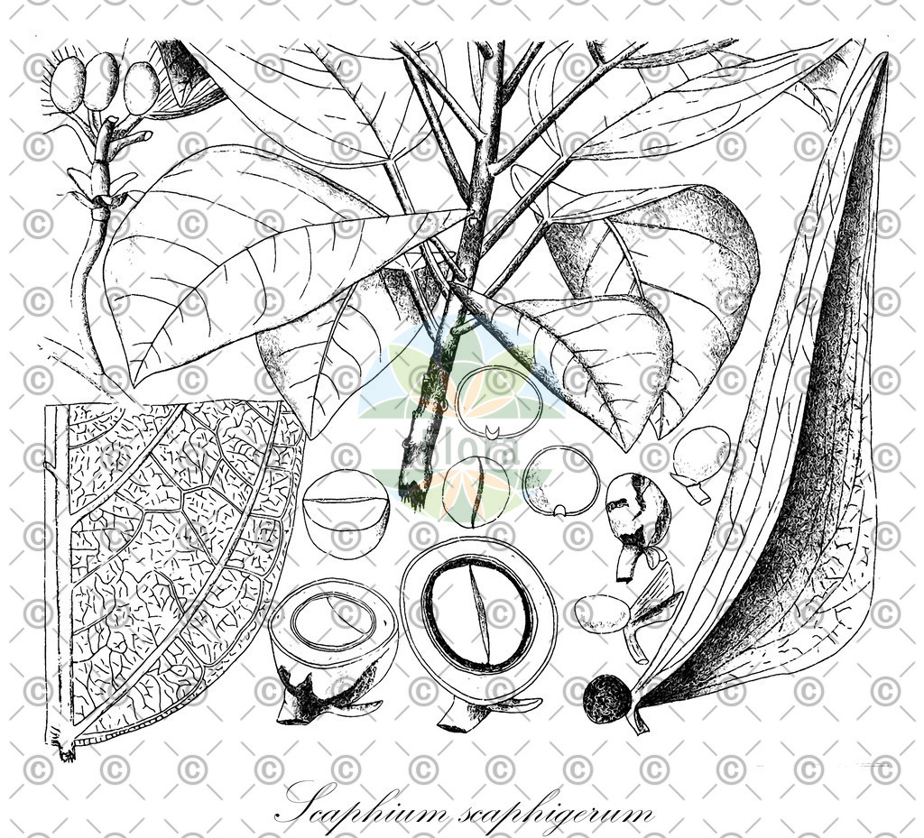 HistAbb_wfo-0000491683_1_ENZY_Simple | Historische Abbildung von Scaphium scaphigerum - Malvaceae | Historical Illustration of Scaphium scaphigerum - Malvaceae