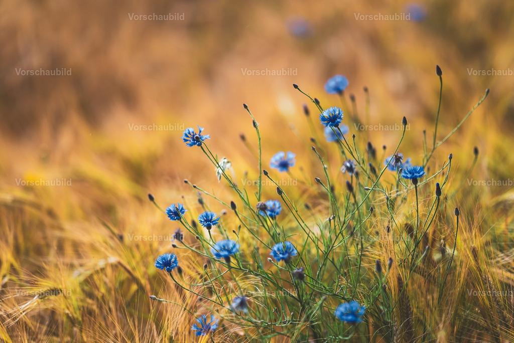 Fotoatelier Christian Hofmeister | Stadtlandschaften, sowie Makro-, Landschafts-, Natur- und Schwarzweißfotos aus der Region Celle &amp; Umgebung