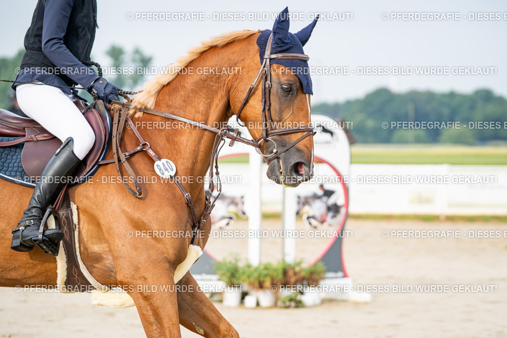 DSC07920 | Pferdegrafie