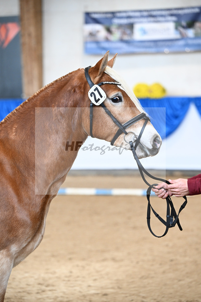 Kat-Nr. 27 Starkuri L v. Starino I_ZG Leeling_48251060 | hf-fotografie - Realisiert mit Pictrs.com