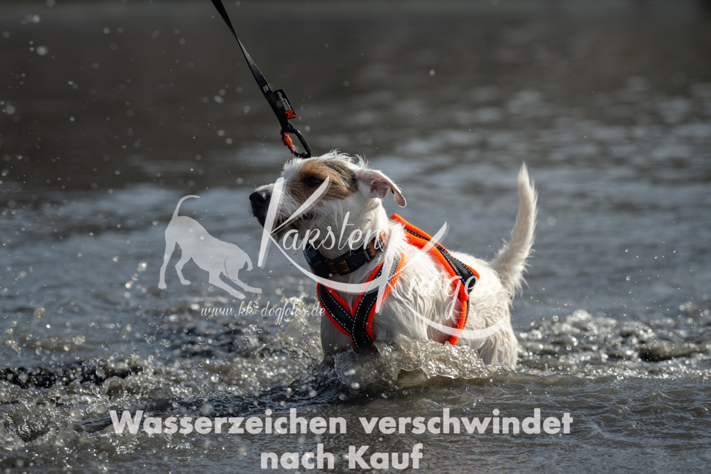 1148_ZZ96561-3 | kk-dogfotos