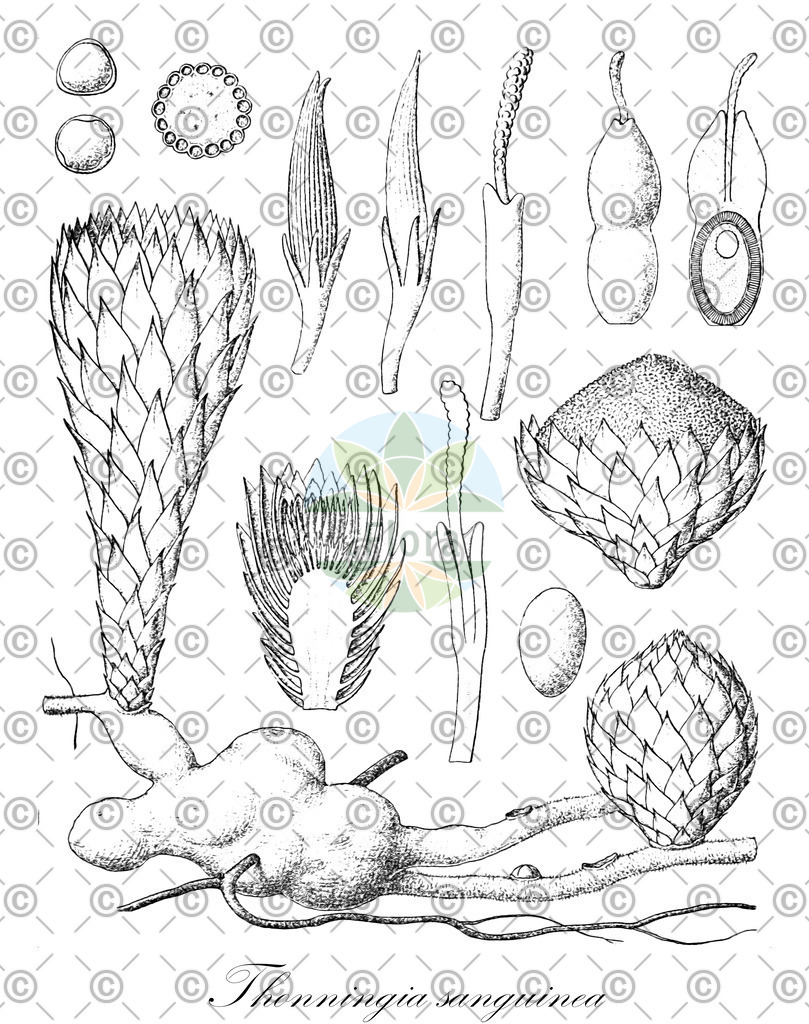 HistAbb_wfo-0000411231_1_ENZY_Simple | Historische Abbildung von Thonningia sanguinea - Balanophoraceae | Historical Illustration of Thonningia sanguinea - Balanophoraceae