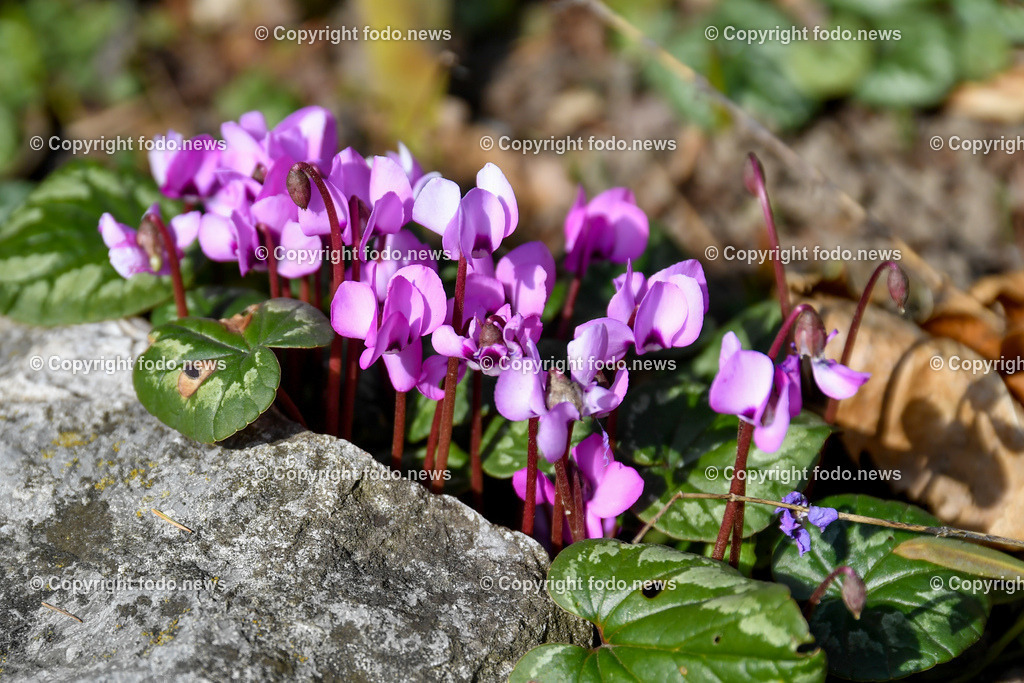 Botanischer Garten_ Friedrich Schwarz_ 08.03.2022-16 | 08.03.2022, Linz, AUT, Botanischer Garten Linz, im Bild Zyklamen