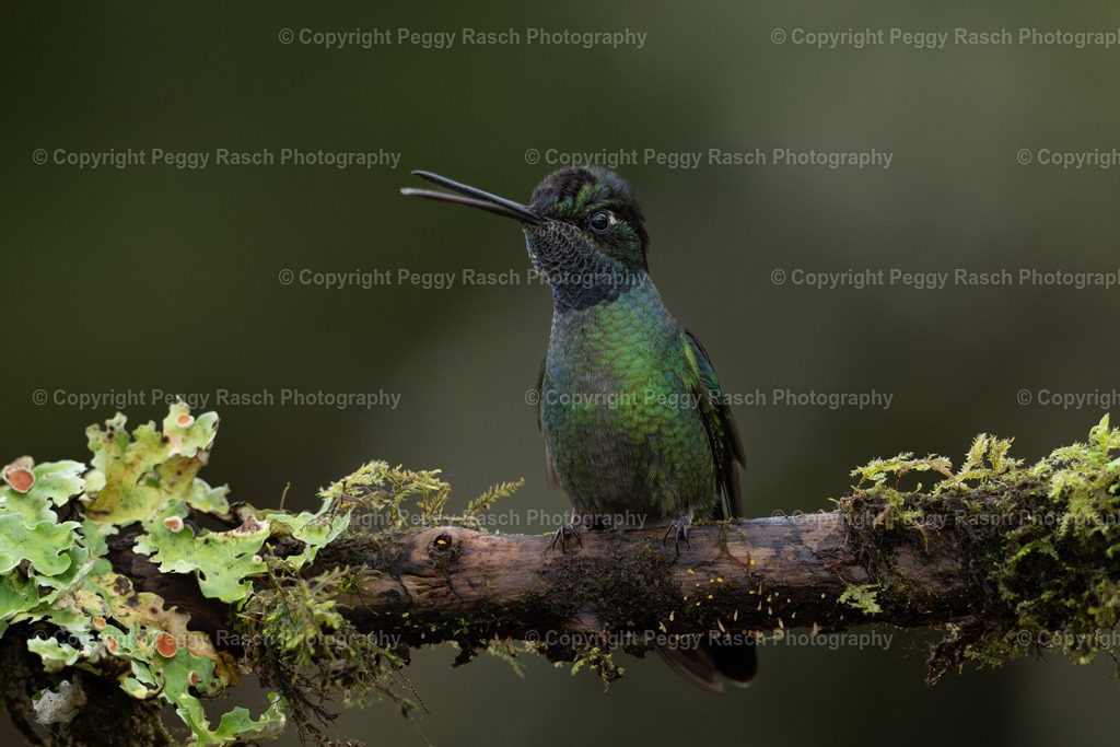 Kolibris (3 von 32) (13) | PeggyRaschPhotography - Realisiert mit Pictrs.com