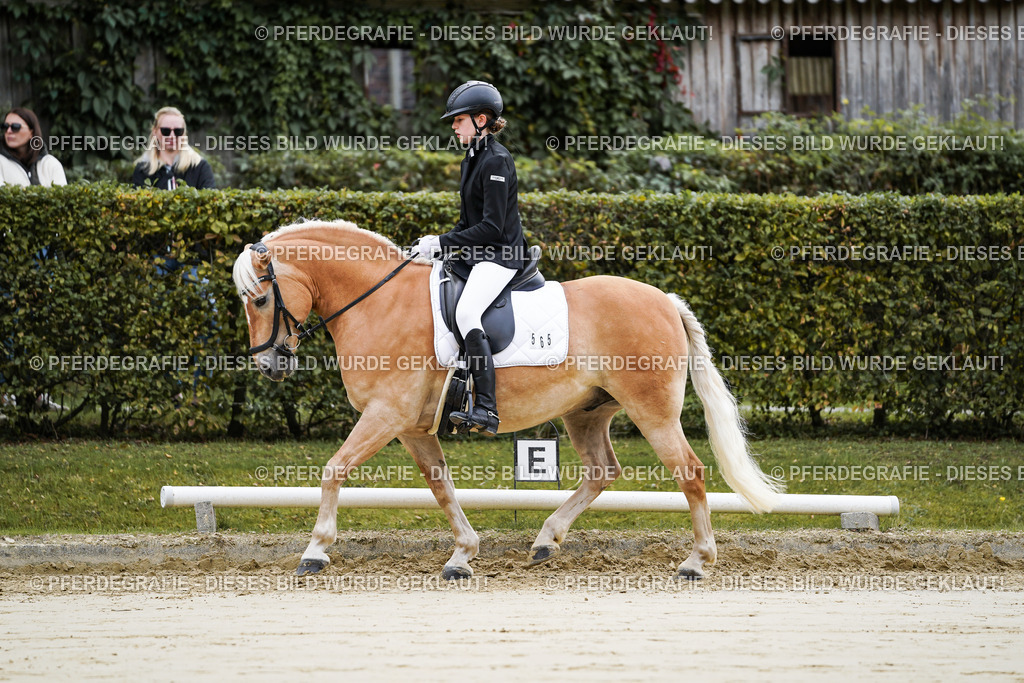 DSC04890 | Pferdegrafie