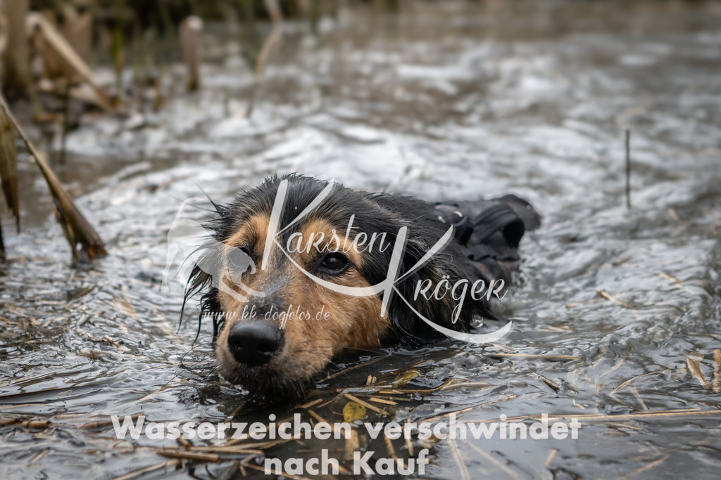 0843_ZZ93250 | kk-dogfotos