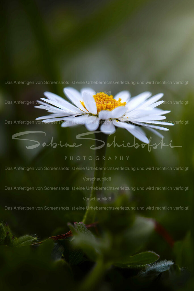 Wandbild Gänseblümchen | People- und Tierfotografie, Imageaufnahmen, Veranstaltungsfotografie und Wandbilder aus der Natur ★ Made in Germany ✔️ Druck + Downloads ✔️ Naturfotografie in Top Qualität ★ schneller Versand, weltweite Lieferung! - Realisiert mit Pictrs.com