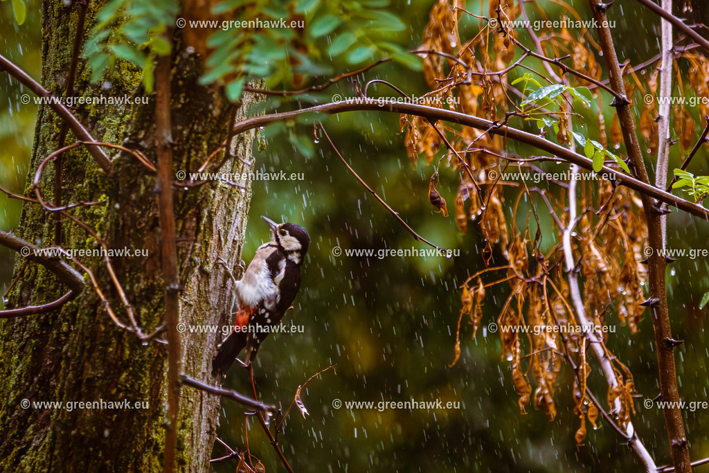 IMG_9203-Verbessert-RR | Greenhawks Bilder Shop für Landschaften, Urban, Tiere und weiteres als Poster Leinwand oder Fotogeschenk für Ostern Weihnachten oder Geburtstag  - Realisiert mit Pictrs.com