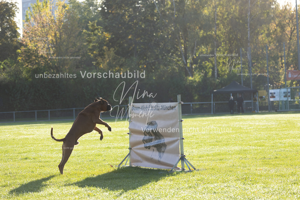 _16A6274 | Einzigartige Fotos von Hunden & Menschen –Actionfotos, Portraits, Vereinsaufnahmen & Paarshootings – authentisch, lebendig & mit Herz.
