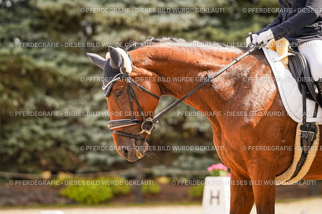 DSC01312 | Pferdegrafie